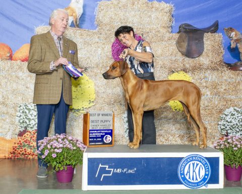 Rhodesian Ridgeback Puppies Breeding Lure Coursing Barn Hunt Fast Cat Dock Diving Conformation Rally Scent Ridgeback puppies breeding