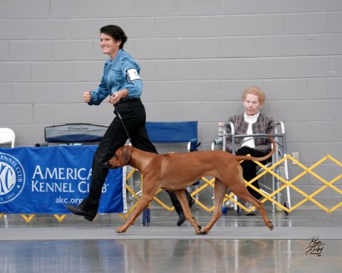 Rhodesian Ridgeback Puppies Breeding Lure Coursing Barn Hunt Fast Cat Dock Diving Conformation Rally Scent Ridgeback puppies breeding