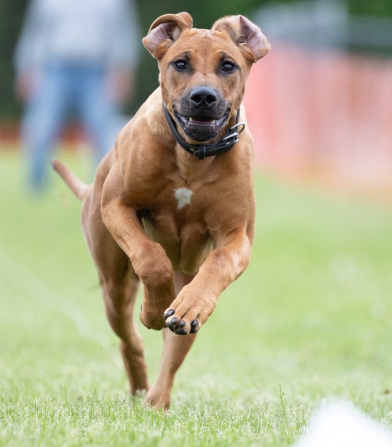 Rhodesian ridgeback akc champion