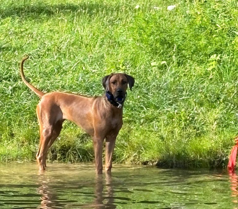Rhodesian Ridgeback Puppies Breeding Lure Coursing Barn Hunt Fast Cat Dock Diving Conformation Rally Rhodesian Ridgeback puppies breeding dock diving lure coursing fcat