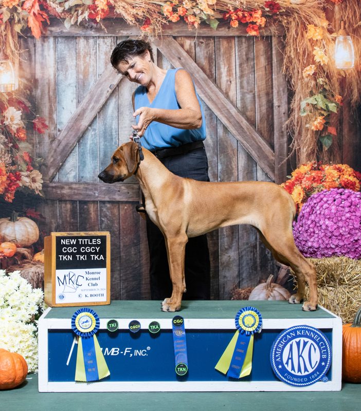 Rhodesian ridgeback akc champion