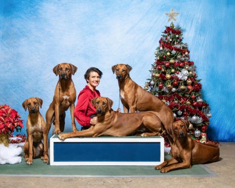 Rhodesian Ridgeback Puppies Breeding Lure Coursing Barn Hunt Fast Cat Dock Diving Conformation Rally Scent Ridgeback puppies breeding