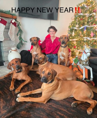 Rhodesian Ridgeback Puppies Breeding Lure Coursing Barn Hunt Fast Cat Dock Diving Conformation Rally Scent Ridgeback puppies breeding