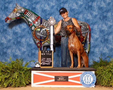 Rhodesian Ridgeback Puppies Breeding Lure Coursing Barn Hunt Fast Cat Dock Diving Conformation Rally SceRhodesian Ridgeback puppies breeding