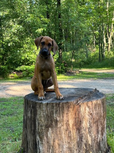 Rhodesian Ridgeback Puppies Breeding Lure Coursing Barn Hunt Fast Cat Dock Diving Conformation Rally Scent Ridgeback puppies breeding