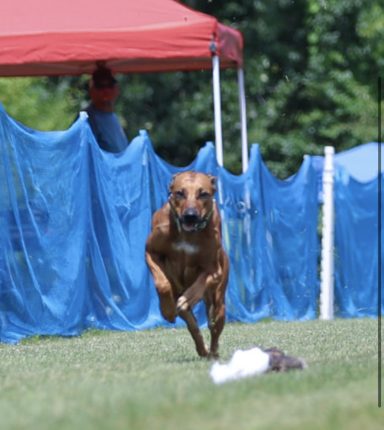 Rhodesian Ridgeback Puppies Breeding Lure Coursing Barn Hunt Fast Cat Dock Diving Conformation Rally SceRhodesian Ridgeback puppies breeding