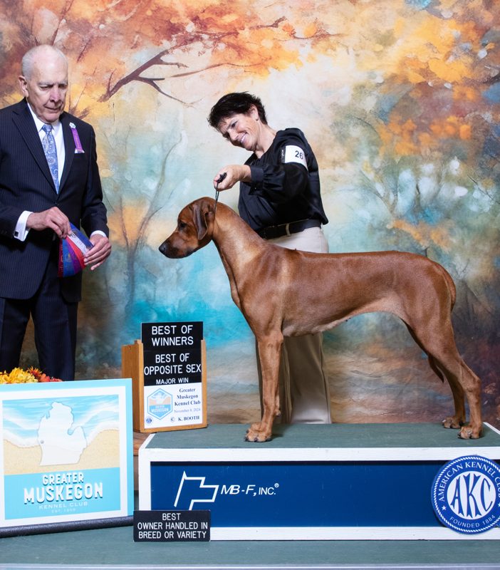 Rhodesian ridgeback akc champion