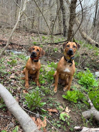 Rhodesian Ridgeback Puppies Breeding Lure Coursing Barn Hunt Fast Cat Dock Diving Conformation Rally SceRhodesian Ridgeback puppies breeding