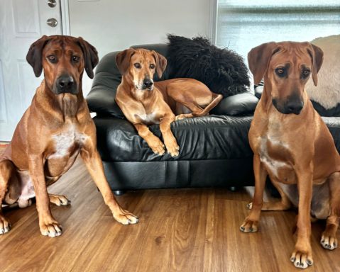 Rhodesian Ridgeback Puppies Breeding Lure Coursing Barn Hunt Fast Cat Dock Diving Conformation Rally Scent Ridgeback puppies breeding