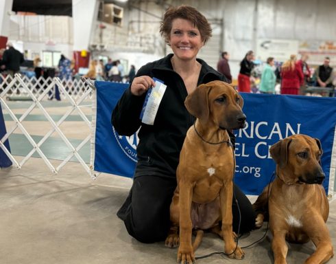 Rhodesian Ridgeback Puppies Breeding Lure Coursing Barn Hunt Fast Cat Dock Diving Conformation Rally SceRhodesian Ridgeback puppies breeding