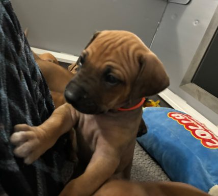 Rhodesian Ridgeback Puppies Breeding Lure Coursing Barn Hunt Fast Cat Dock Diving Conformation Rally Scent Ridgeback puppies breeding