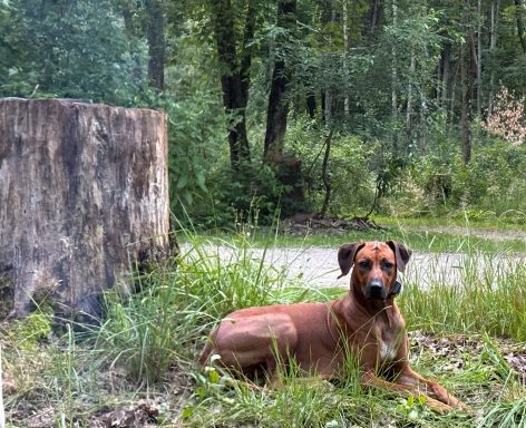 Rhodesian Ridgeback Puppies Breeding Lure Coursing Barn Hunt Fast Cat Dock Diving Conformation Rally Scent Ridgeback puppies breeding