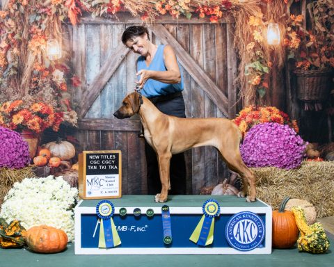 Rhodesian Ridgeback Puppies Breeding Lure Coursing Barn Hunt Fast Cat Dock Diving Conformation Rally SceRhodesian Ridgeback puppies breeding