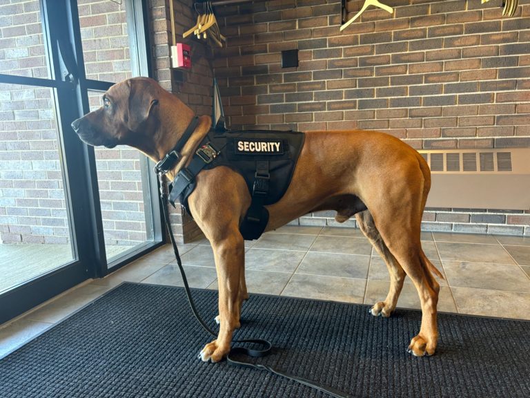 Rhodesian ridgeback akc champion