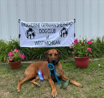 Rhodesian Ridgeback Puppies Breeding Lure Coursing Barn Hunt Fast Cat Dock Diving Conformation Rally SceRhodesian Ridgeback puppies breeding