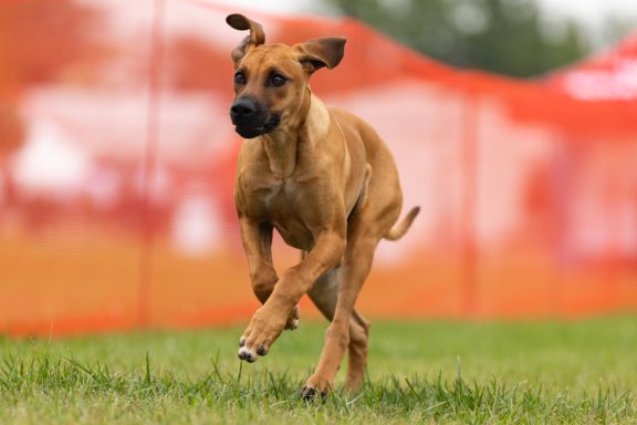 Rhodesian Ridgeback Puppies Breeding Lure Coursing Barn Hunt Fast Cat Dock Diving Conformation Rally SceRhodesian Ridgeback puppies breeding