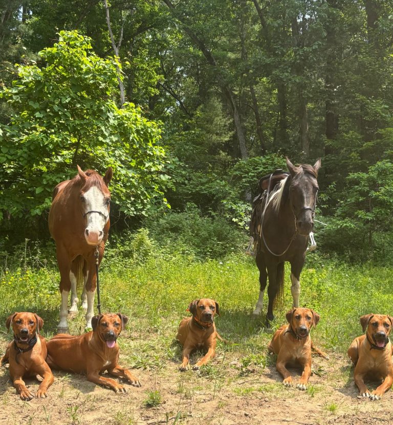 Kids at Lake Michigan Beach Rhodesian Ridgeback Puppies Breeding Lure Coursing Barn Hunt Fast Cat Dock Diving Conformation Rally Rhodesian Ridgeback puppies breeding