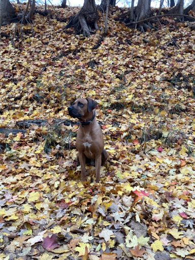 Rhodesian Ridgeback Puppies Breeding Lure Coursing Barn Hunt Fast Cat Dock Diving  Rally Scent Work Therapy Dog GrandCompanion 
