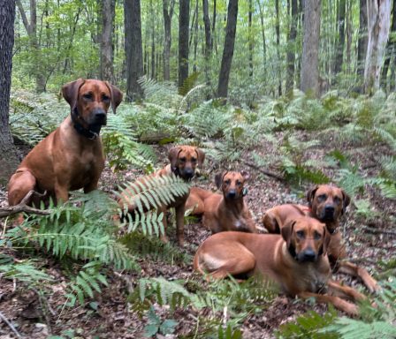 Rhodesian Ridgeback Puppies Breeding Lure Coursing Barn Hunt Fast Cat Dock Diving Conformation Rally SceRhodesian Ridgeback puppies breeding