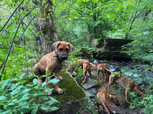 Rhodesian Ridgeback Puppies Breeding Lure Coursing Barn Hunt Fast Cat Dock Diving Conformation Rally Scent Ridgeback puppies breeding