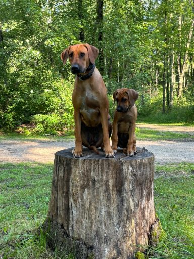 Rhodesian Ridgeback Puppies Breeding Lure Coursing Barn Hunt Fast Cat Dock Diving Conformation Rally Scent Ridgeback puppies breeding