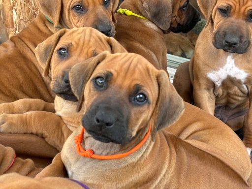 Rhodesian Ridgeback Puppies Breeding Lure Coursing Barn Hunt Fast Cat Dock Diving Conformation Rally Scent Ridgeback puppies breeding