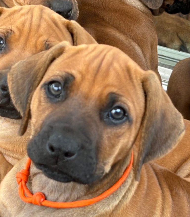 Rhodesian ridgeback akc champion