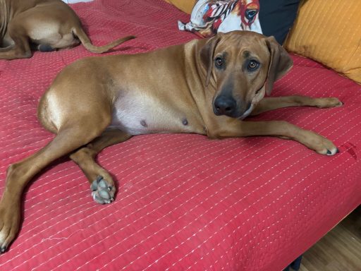 breeding puppies Rhodesian Ridgeback dock diving, barn hunt, lure coursing, fast cat, coursing, conformation, therapy dog, companion, scent,