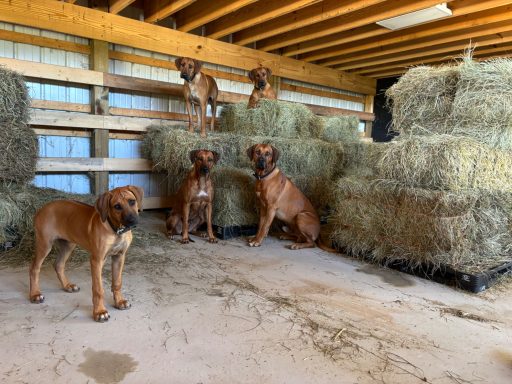 Rhodesian Ridgeback Puppies Breeding Lure Coursing Barn Hunt Fast Cat Dock Diving Conformation Rally SceRhodesian Ridgeback puppies breeding