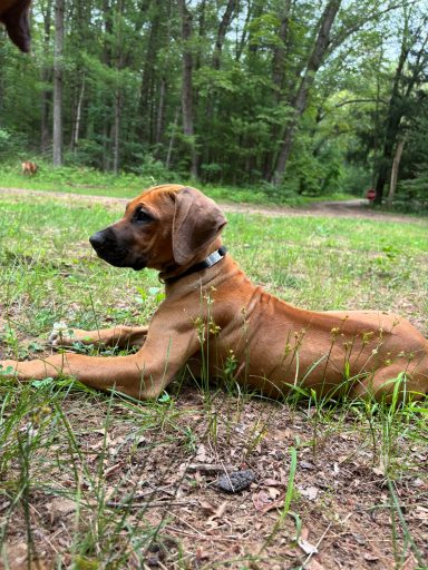 Rhodesian Ridgeback Puppies Breeding Lure Coursing Barn Hunt Fast Cat Dock Diving Conformation Rally Scent Ridgeback puppies breeding