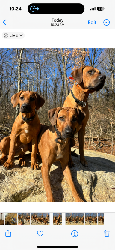 Rhodesian Ridgeback Puppies Breeding Lure Coursing Barn Hunt Fast Cat Dock Diving  Rally Scent Work Therapy Dog GrandCompanion 
