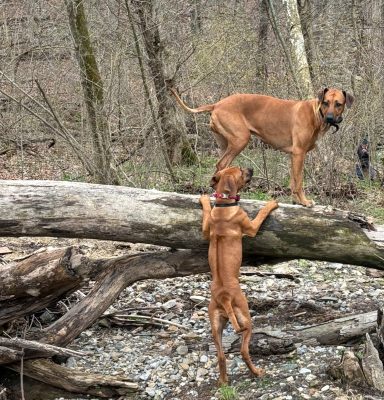 Rhodesian Ridgeback Puppies Breeding Lure Coursing Barn Hunt Fast Cat Dock Diving Conformation Rally SceRhodesian Ridgeback puppies breeding