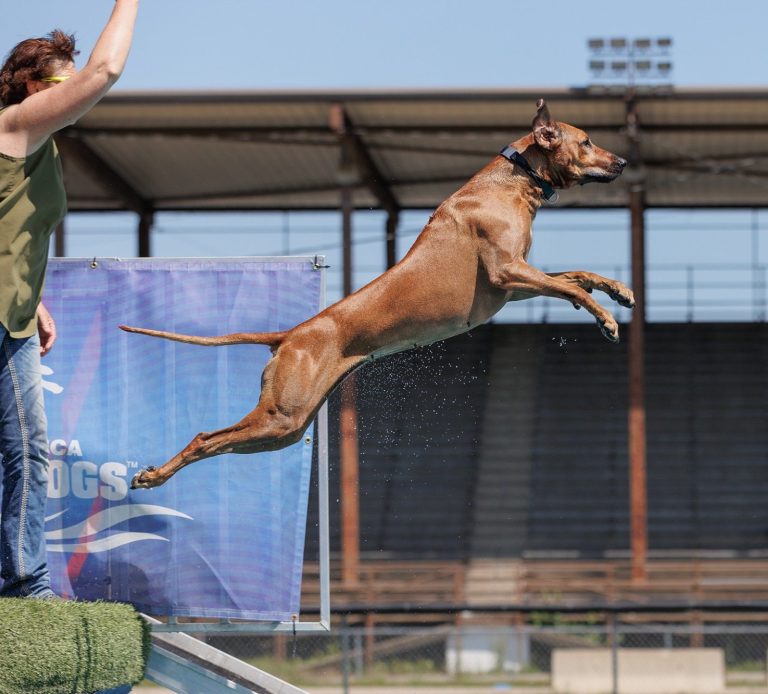 Rhodesian Ridgeback female Dock diving breeder