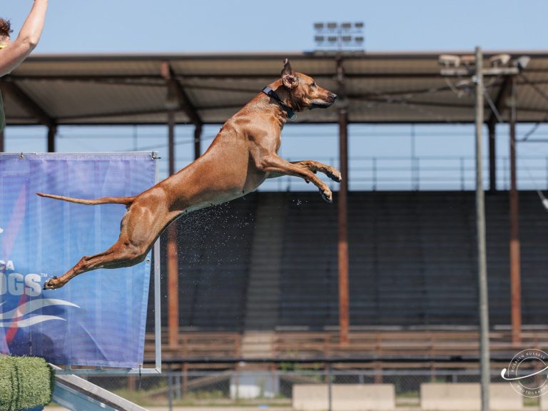 Rhodesian Ridgeback - AKC dual champion