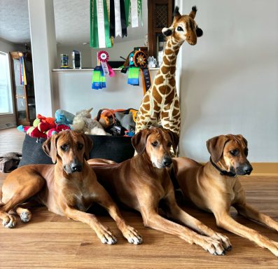 Rhodesian Ridgeback Puppies Breeding Lure Coursing Barn Hunt Fast Cat Dock Diving Conformation Rally SceRhodesian Ridgeback puppies breeding