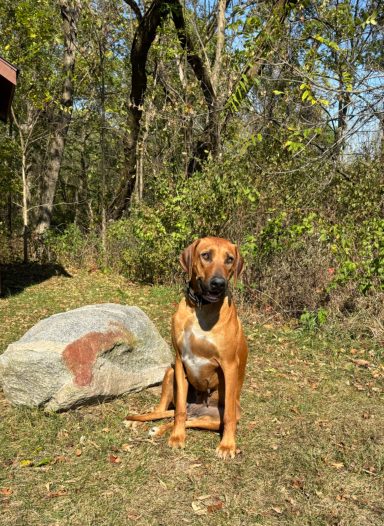 Rhodesian Ridgeback Puppies Breeding Lure Coursing Barn Hunt Fast Cat Dock Diving Conformation Rally SceRhodesian Ridgeback puppies breeding